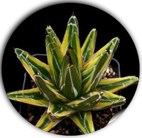 Agave Americana