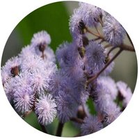 Ageratina Adenophora