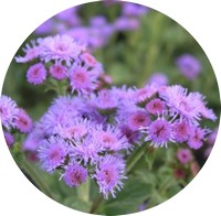 Ageratum