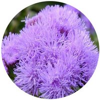 Ageratum Corymbosum