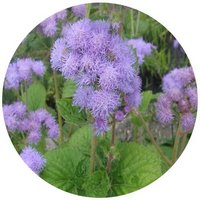 Ageratum Houstonianum