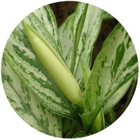 Aglaonema Commutatum