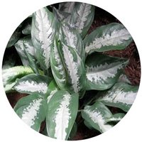 Aglaonema Crispum
