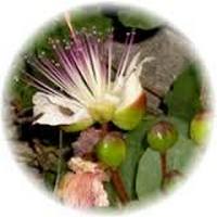Alcaparra: Capparis Spinosa