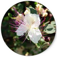 Alcaparra: Capparis Spinosa