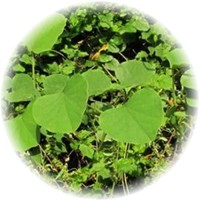 Cissampelos Pareira - Abuta