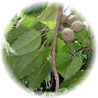 Kukui - Aleurites  Moluccanus