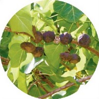 Kukui - Aleurites Moluccanus