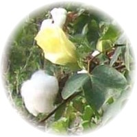Gossypium Herbaceum - Cotton