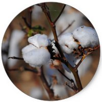 Gossypium Herbaceum - Cotton