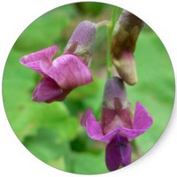 Lathyrus Sativus