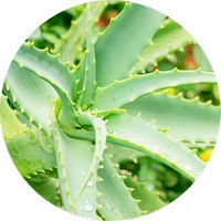 Aloe