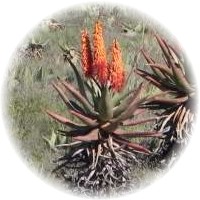 Aloe Ferox