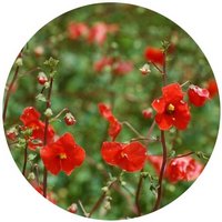 Alonsoa Warscewiczii