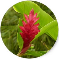 Alpinia Officinarum