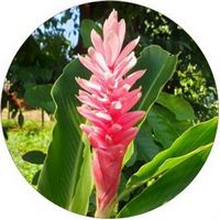Alpinia Officinarum