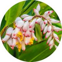 Alpinia