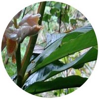 Alpinia Hainanensis