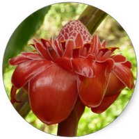 Etlingera Elatior