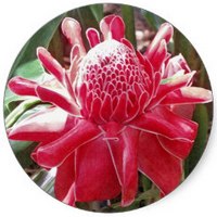 Etlingera Elatior