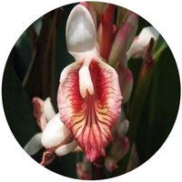 Alpinia Officinarum