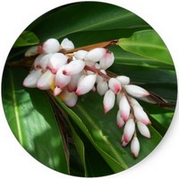 Alpinia Zerumbet