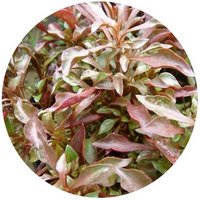 Alternanthera Bettzickiana