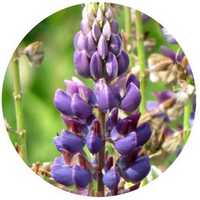 Lupinus