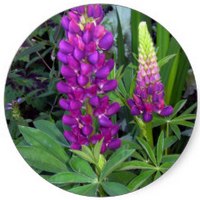 Lupinus