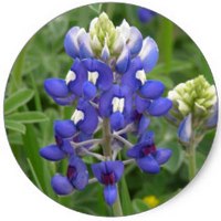 Texas Bluebonnet - Lupinus Texensis