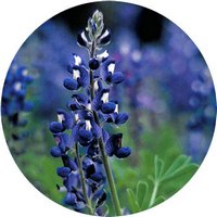Texas Bluebonnet - Lupinus Texensis