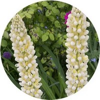 Lupinus Albus