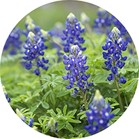Lupinus Texensis - Texas Bluebonnet