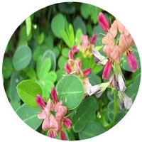 Alysicarpus Vaginalis