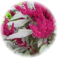 Amaranthus