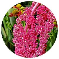 Amaranthus Hypochondriacus