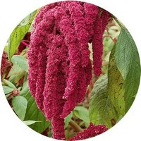 Amaranthus
