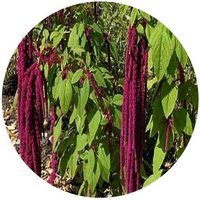 Amaranthus Caudatus