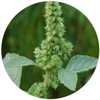 Amaranthus Retroflexus