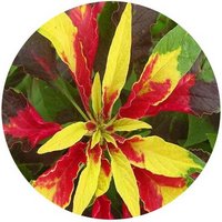 Amaranthus Tricolor