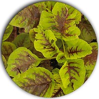 Amaranthus Tricolor