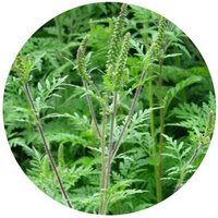 Ambrosia Artemisiifolia