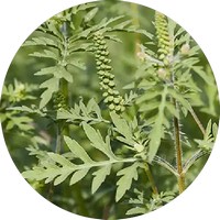 Ambrosia Artemisiifolia