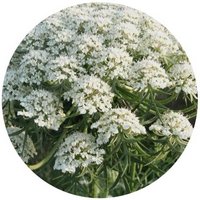 Ammi Majus