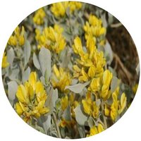 Ammopiptanthus Mongolicus