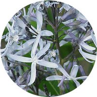 Amsonia Tabernaemontana