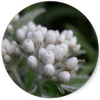 Anaphalis Margaritacea
