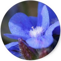 Anchusa