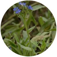 Anchusa Officinalis