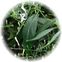 Andrographis Paniculata